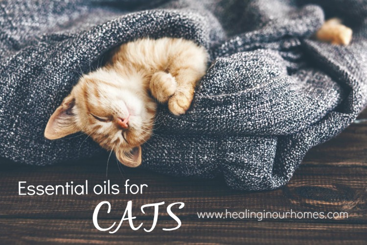 essential oils for cats