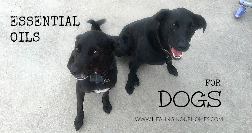 DoTERRA Essential oils for dogs - are they safe?? - Healing in Our Homes
