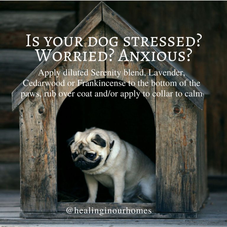 DoTERRA Essential oils for dogs are they safe?? Healing in Our Homes