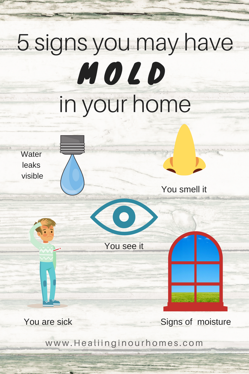 5 Signs You Have Mold in Your Home Healing in Our Homes