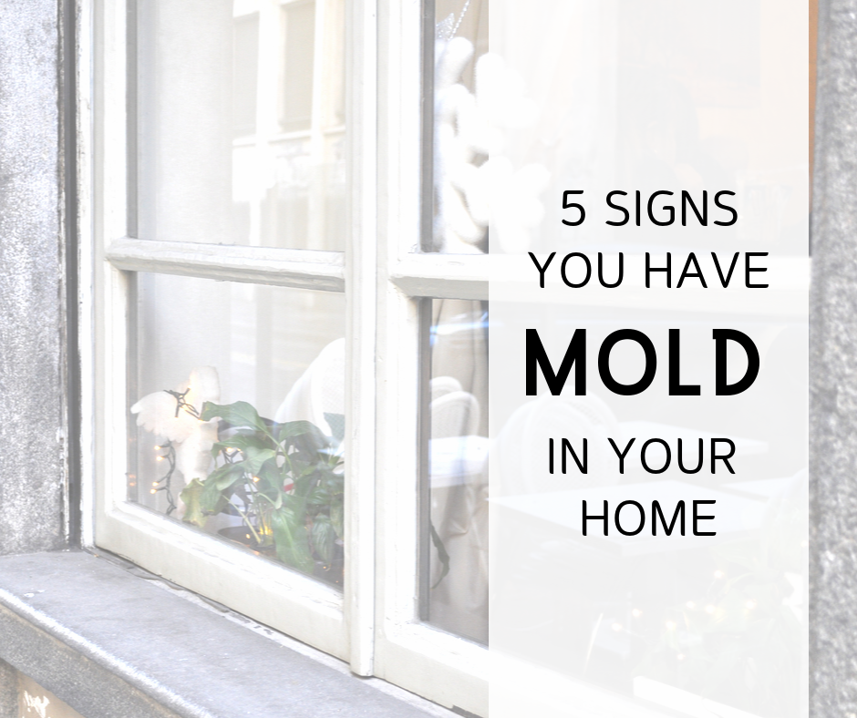 5 Signs You Have Mold in Your Home