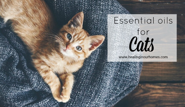 Essential Oils for Cats What You Need to Know!